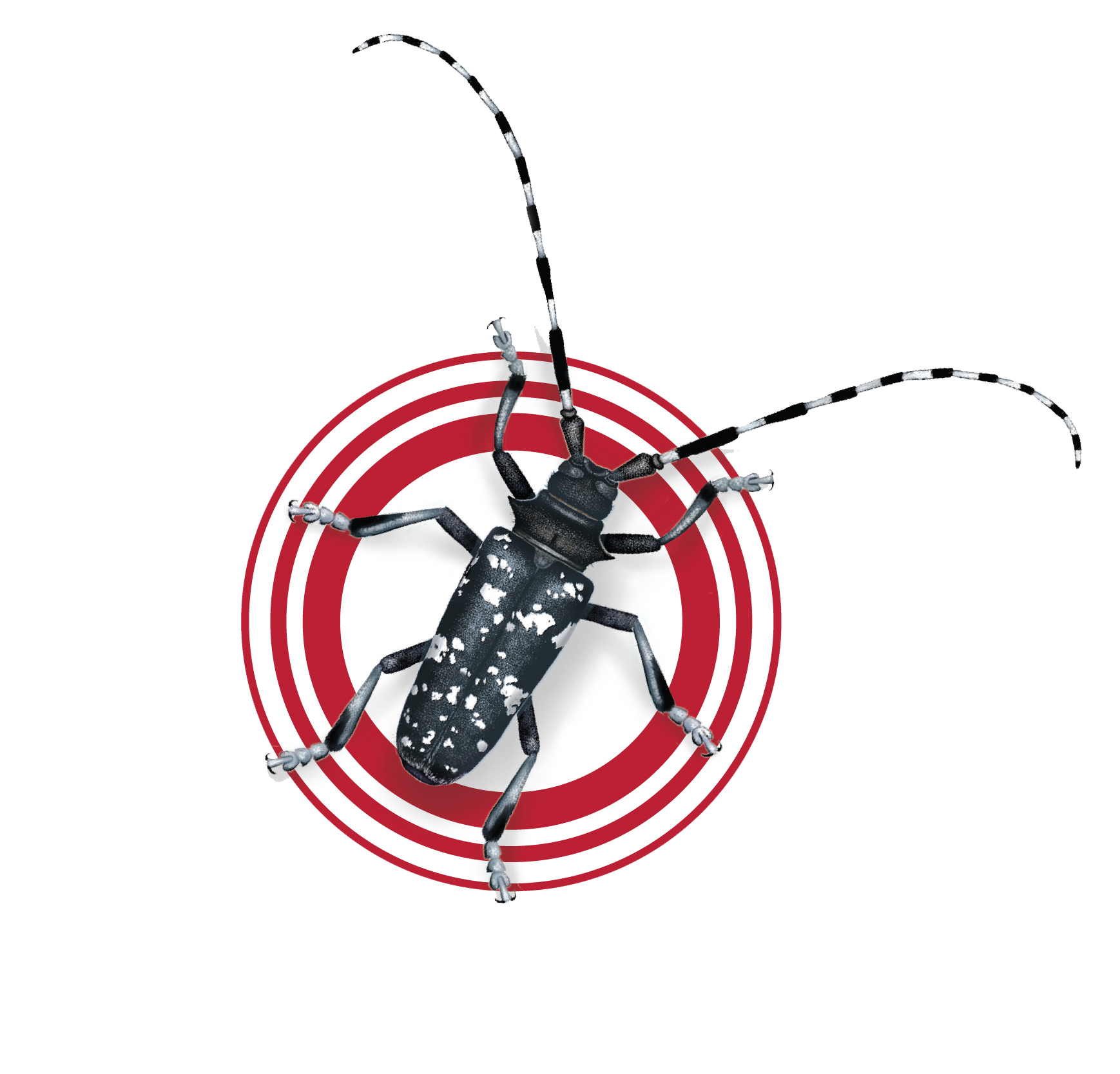 illustration of an Asian longhorned beetle with a red circle around it