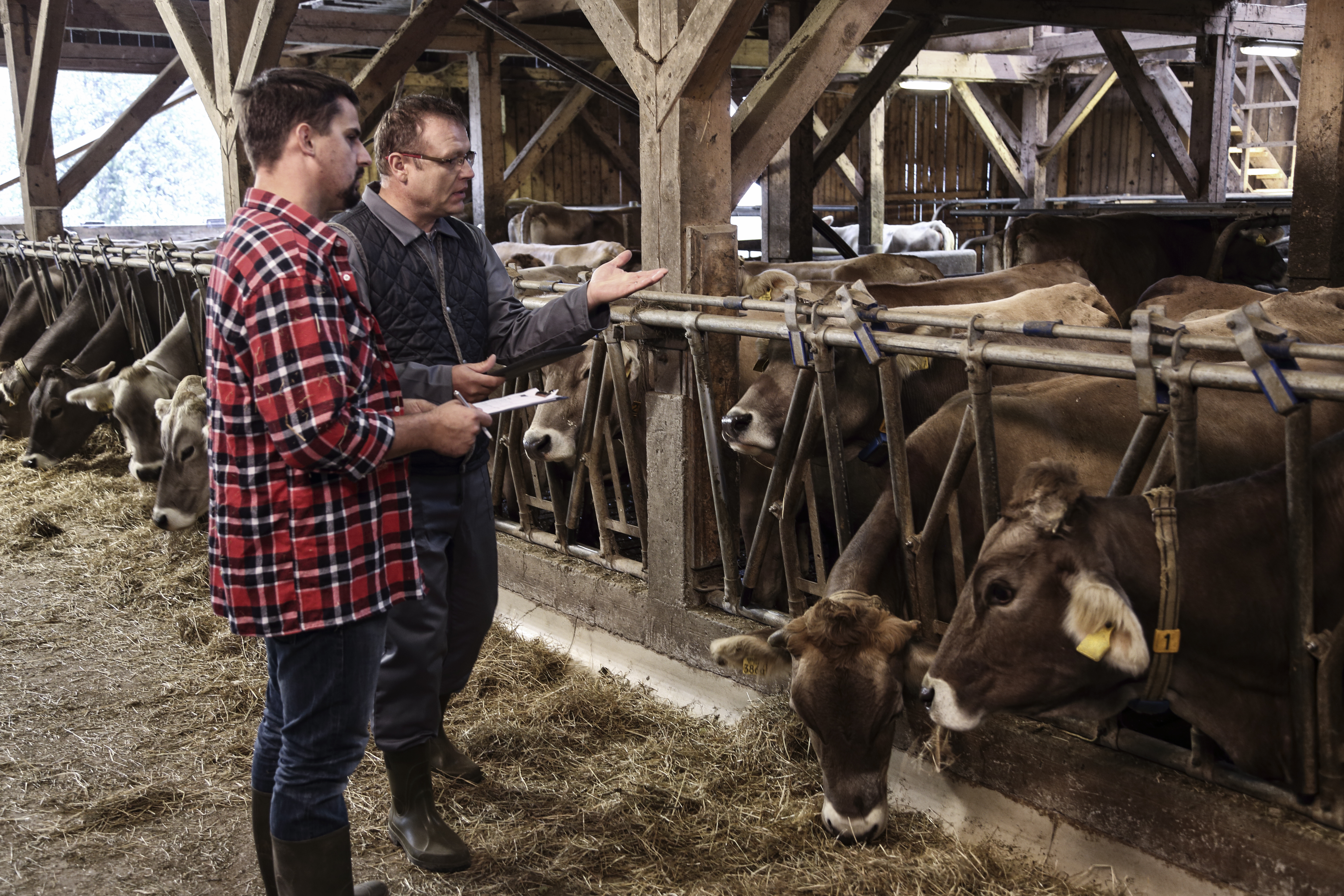 two people talking in a barn in front of a herd of cows
