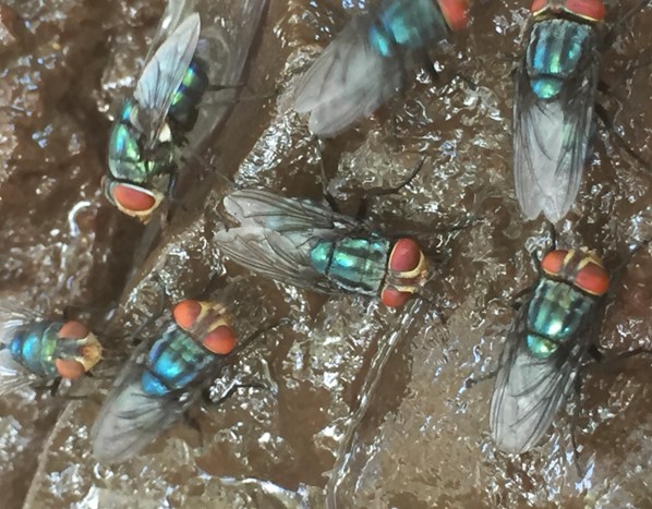 Cluster of screwworm flies