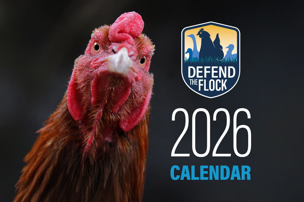 closeup view of a chicken looking at camera next to Defend the Flock theme art and "2026 Calendar"