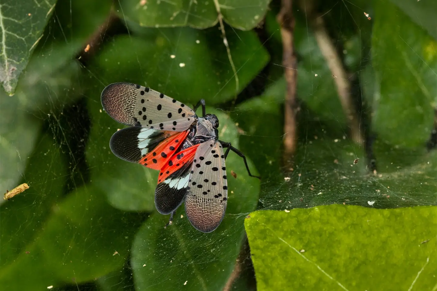 Adult spotted lanternfly on a tree