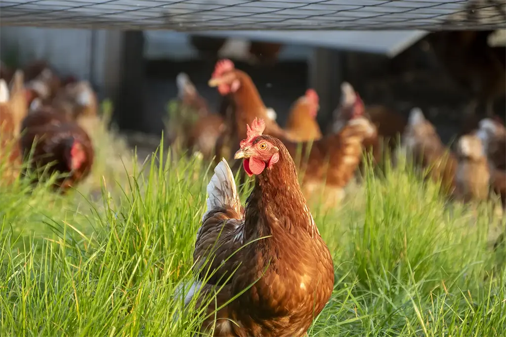 closeup view of a chicken in the grass outdoors with rest of flock and chicken coop in the background