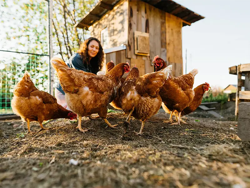 Joyful woman in chicken coop enjoying farm life by feeding chickens
