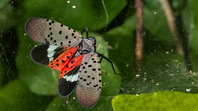 closeup view of a spotted lanternfly on a plant with leaves in background