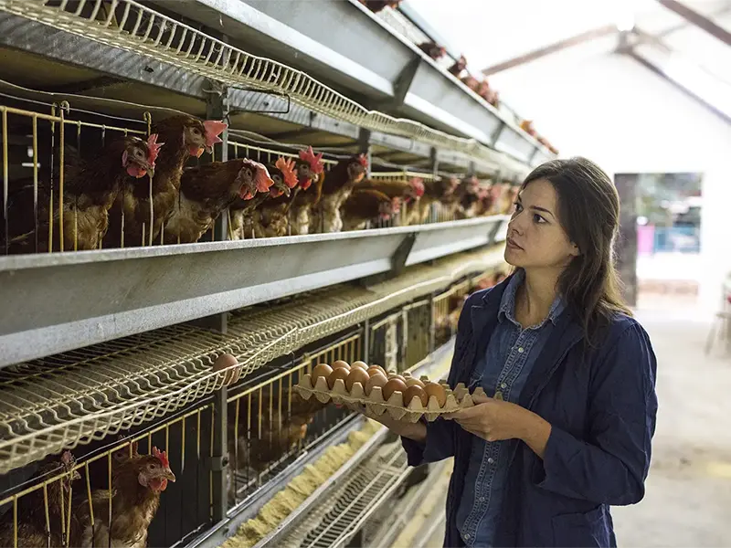 Woman holding a carton of eggs while looking at rows of chicken cages