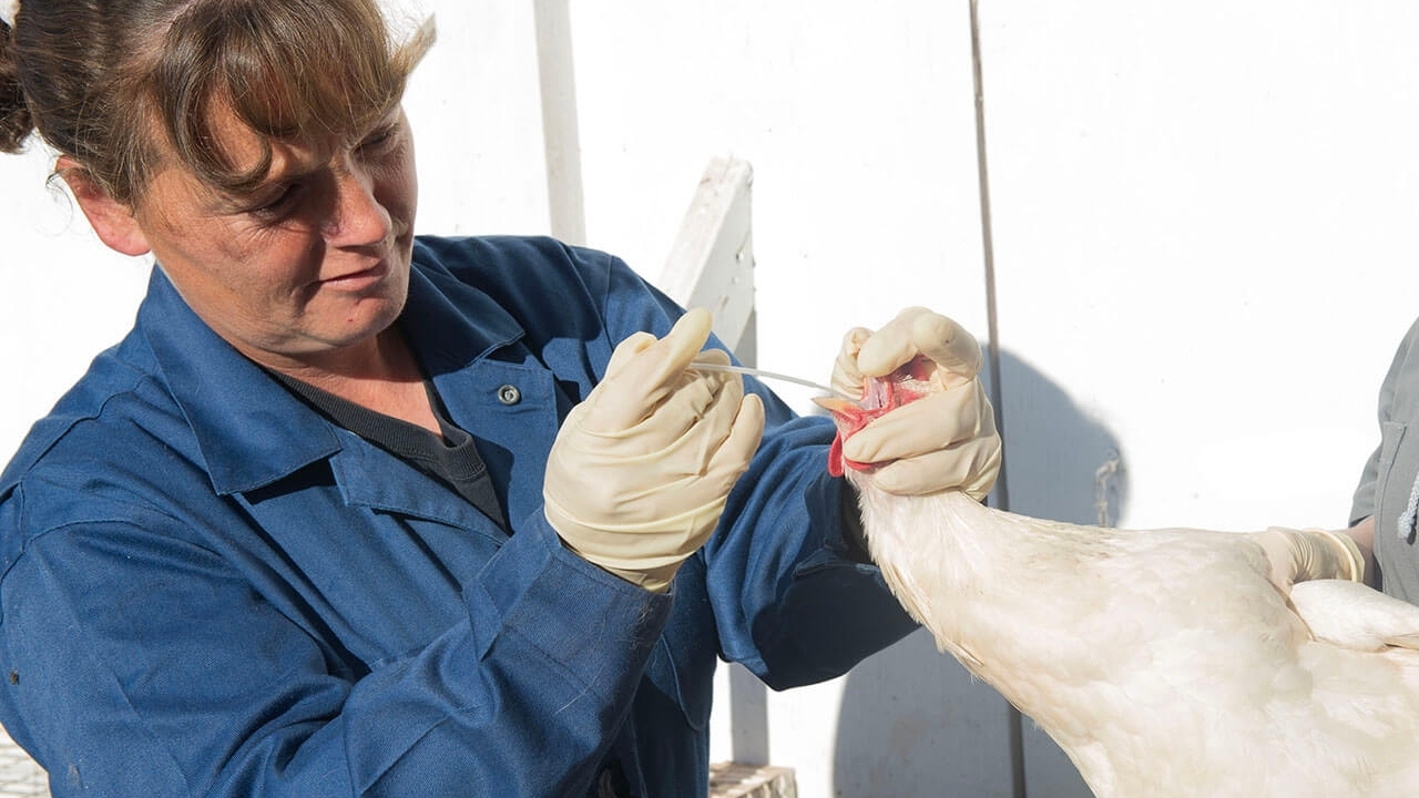 A female veterinarian checking a chicken
