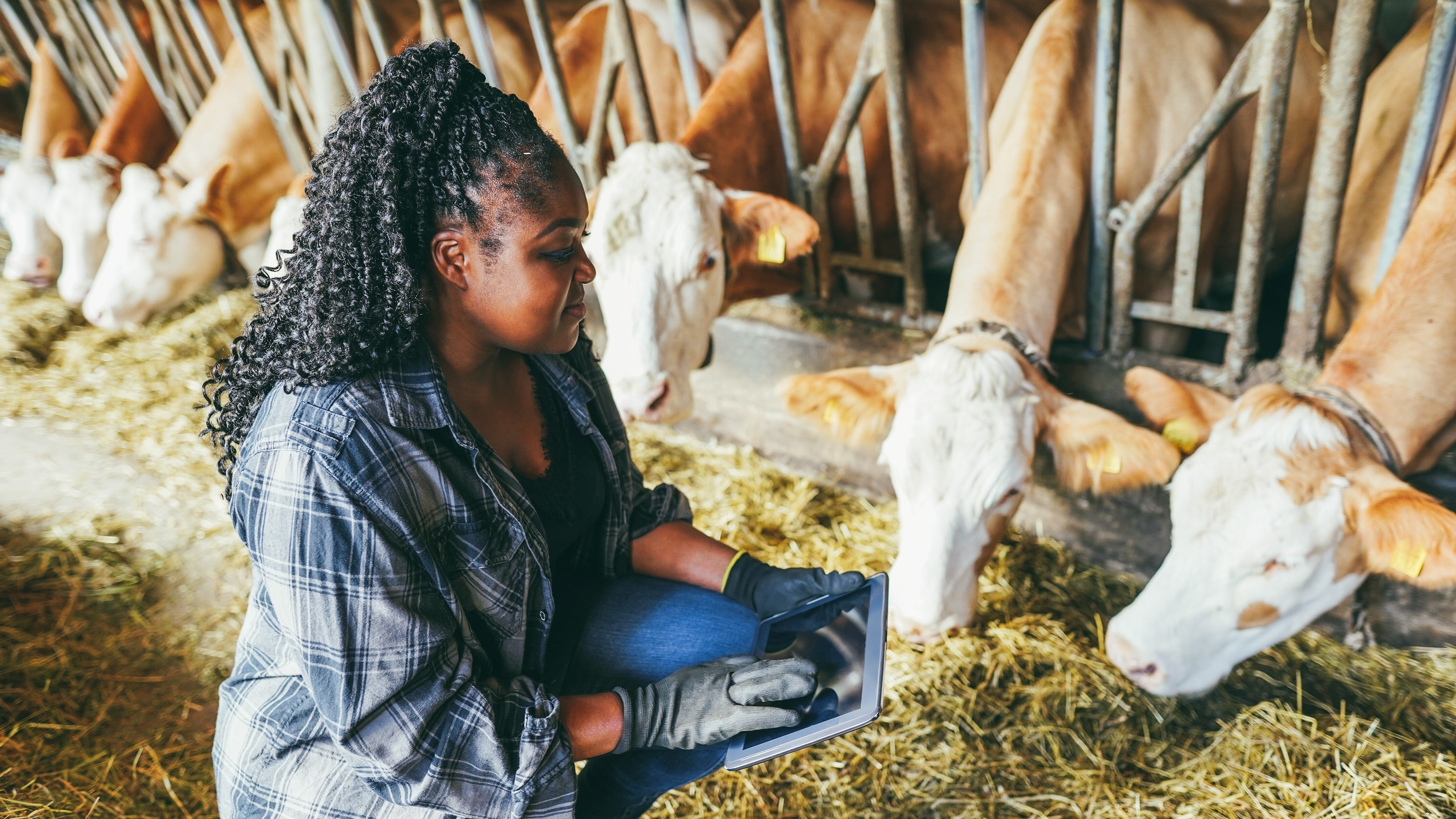 woman with computer tablet kneeling next to cattle 