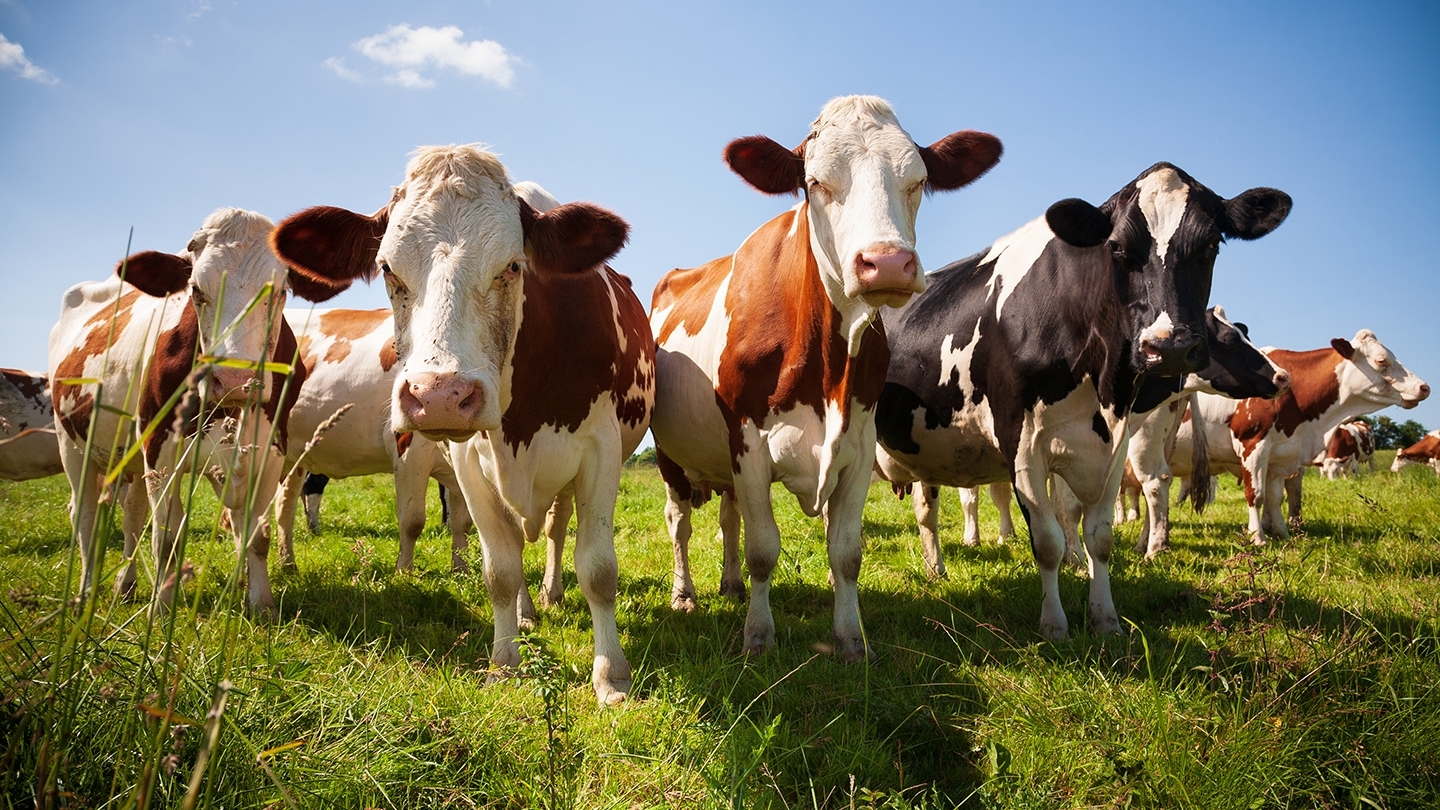 closeup image of dairy cow herd in grassy field on a sunny day