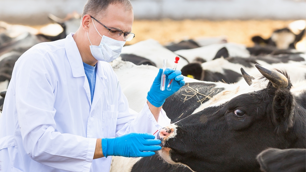 Veterinarian gathering sample