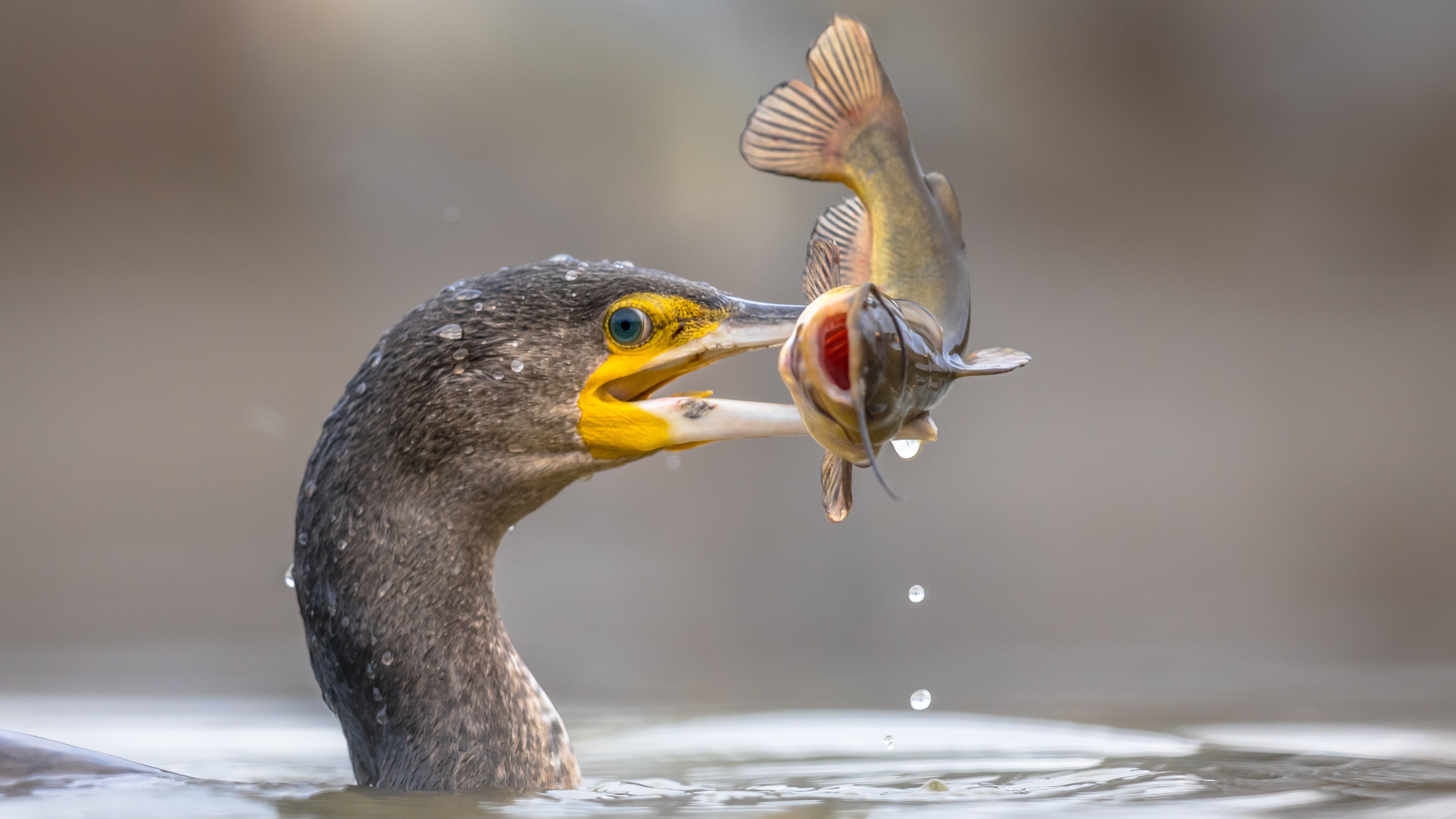 Cormorant eating catfish