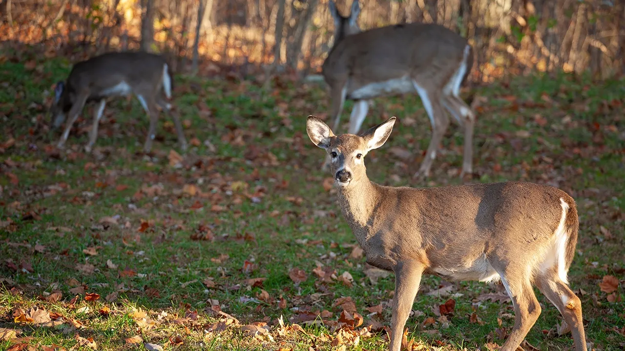 deer in the woods