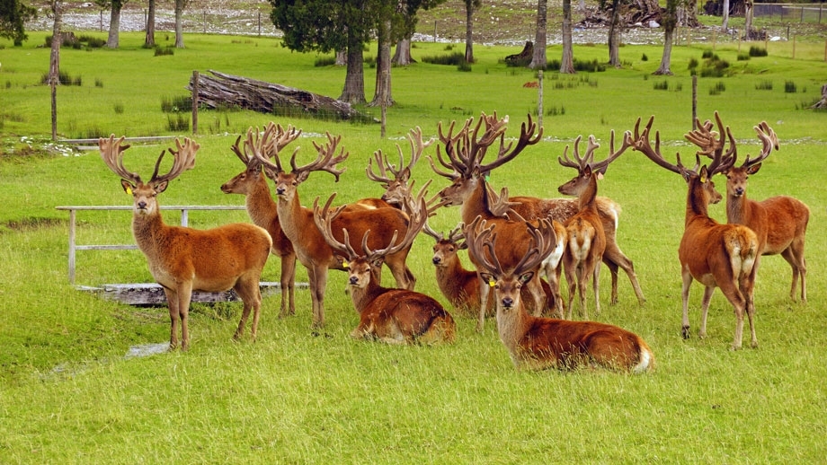 red stags in field