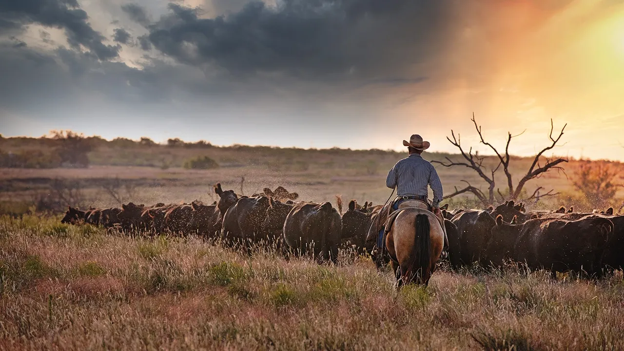 man in cowboy hat riding a horse behind a herd of cattle at sunset