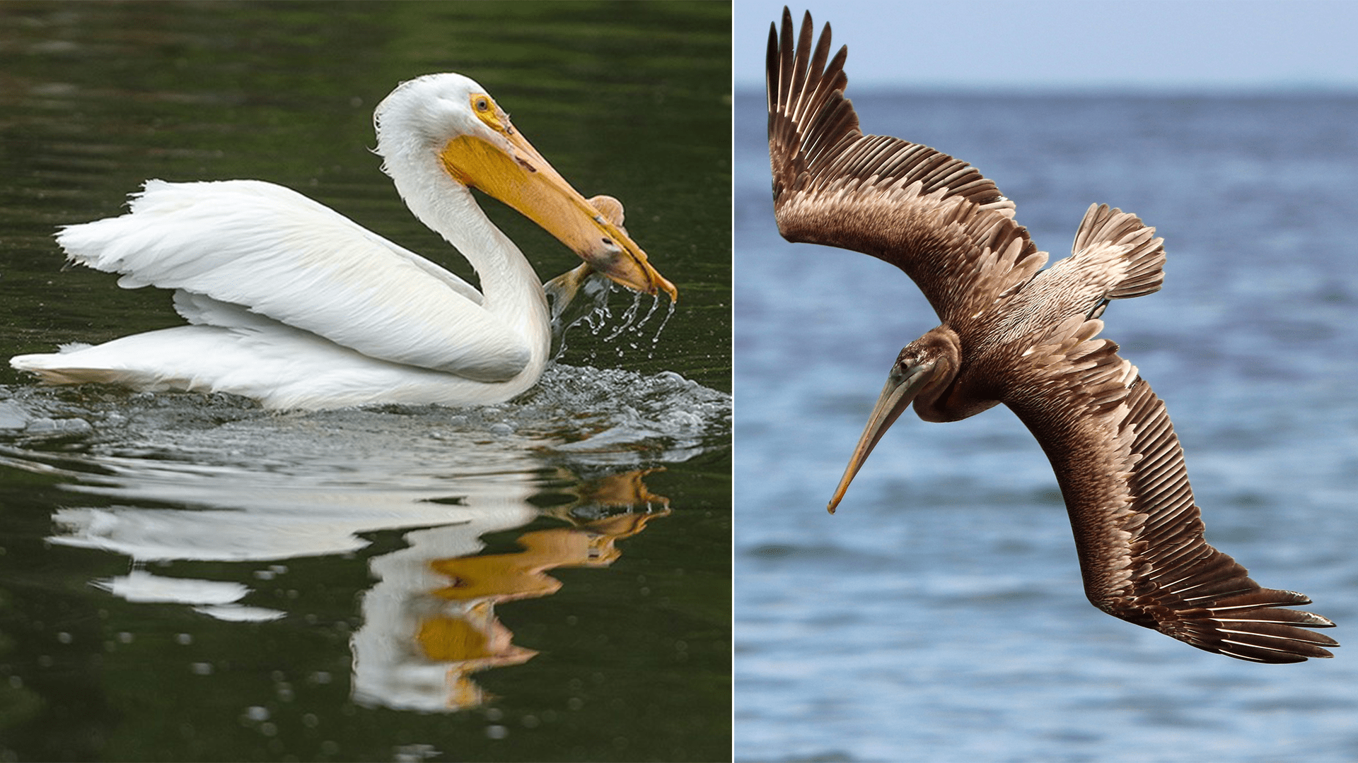 American white pelican swimming in a lake while eating a fish at left; brown pelican diving for fish over the ocean at right.