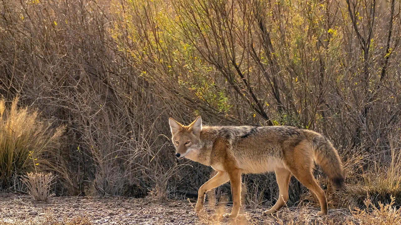 A coyote standing alert in a natural outdoor environment