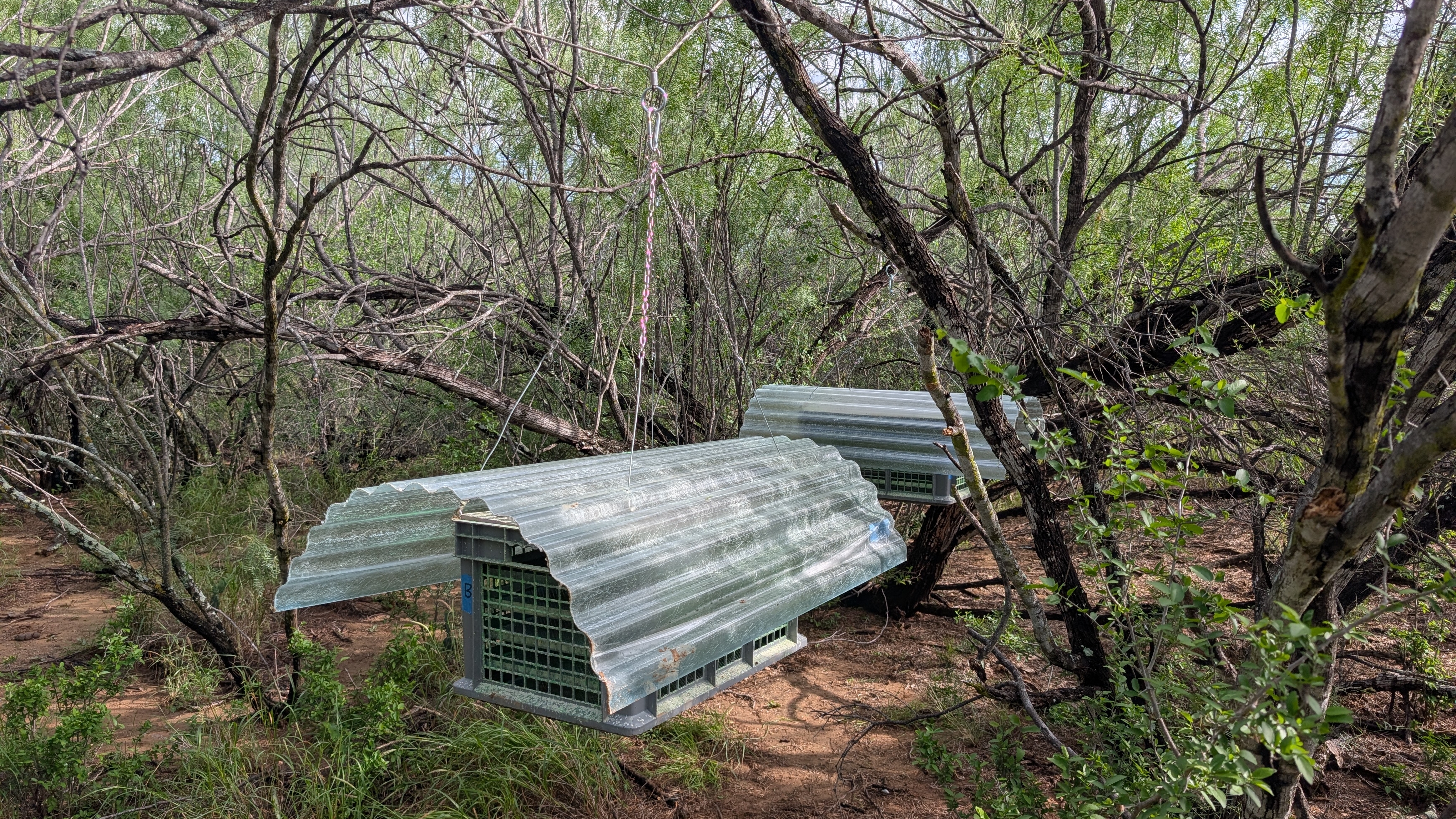 New World screwworm sterile fly ground release chambers hanging from trees in an arid landscape