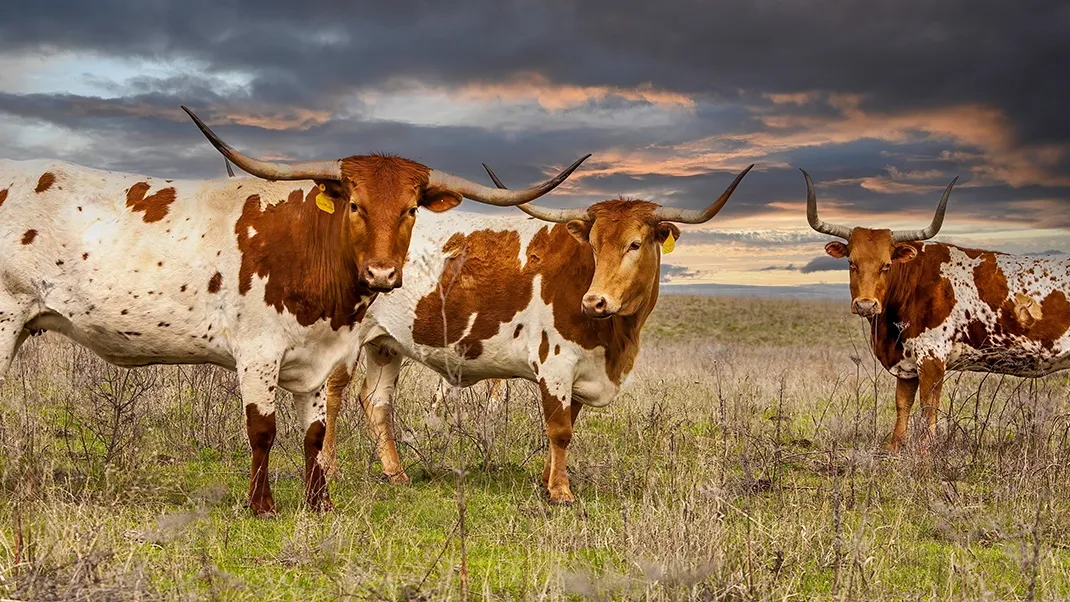 A herd of cattle in a Texas field with wide open sky and scattered brush