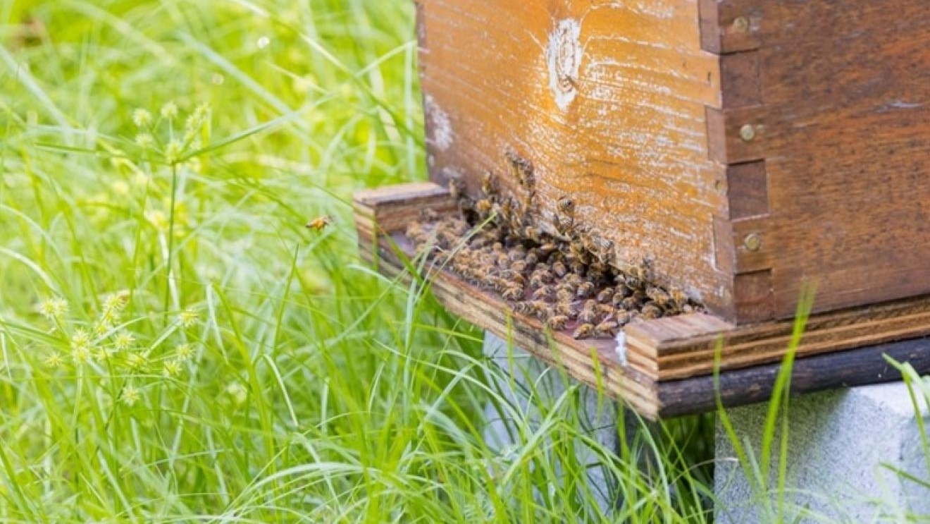 closeup view of bee hive in a grassy field