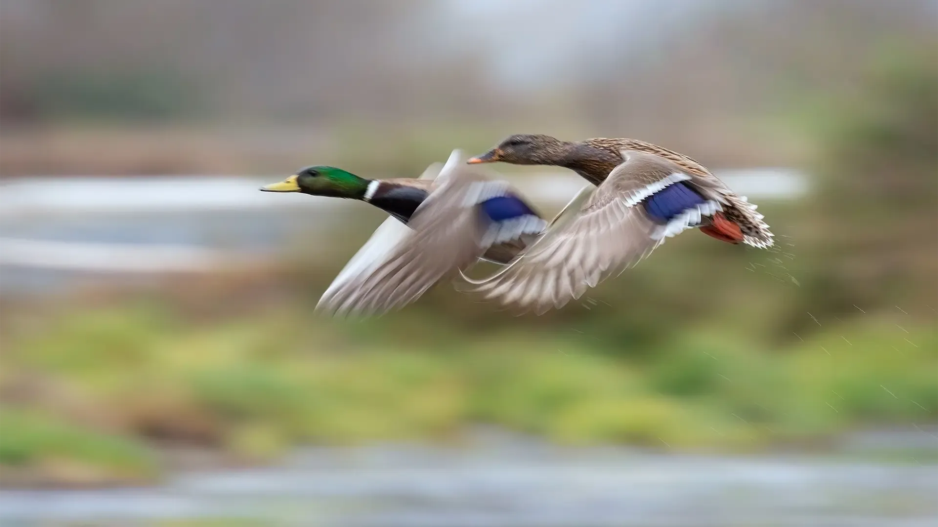 Flying mallard ducks