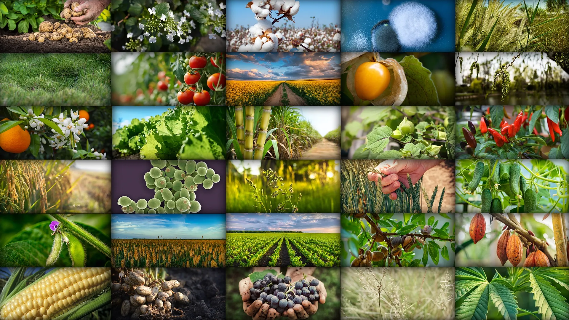 collage of crops and microbes