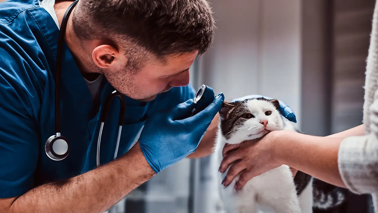 veterinarian examining a cat