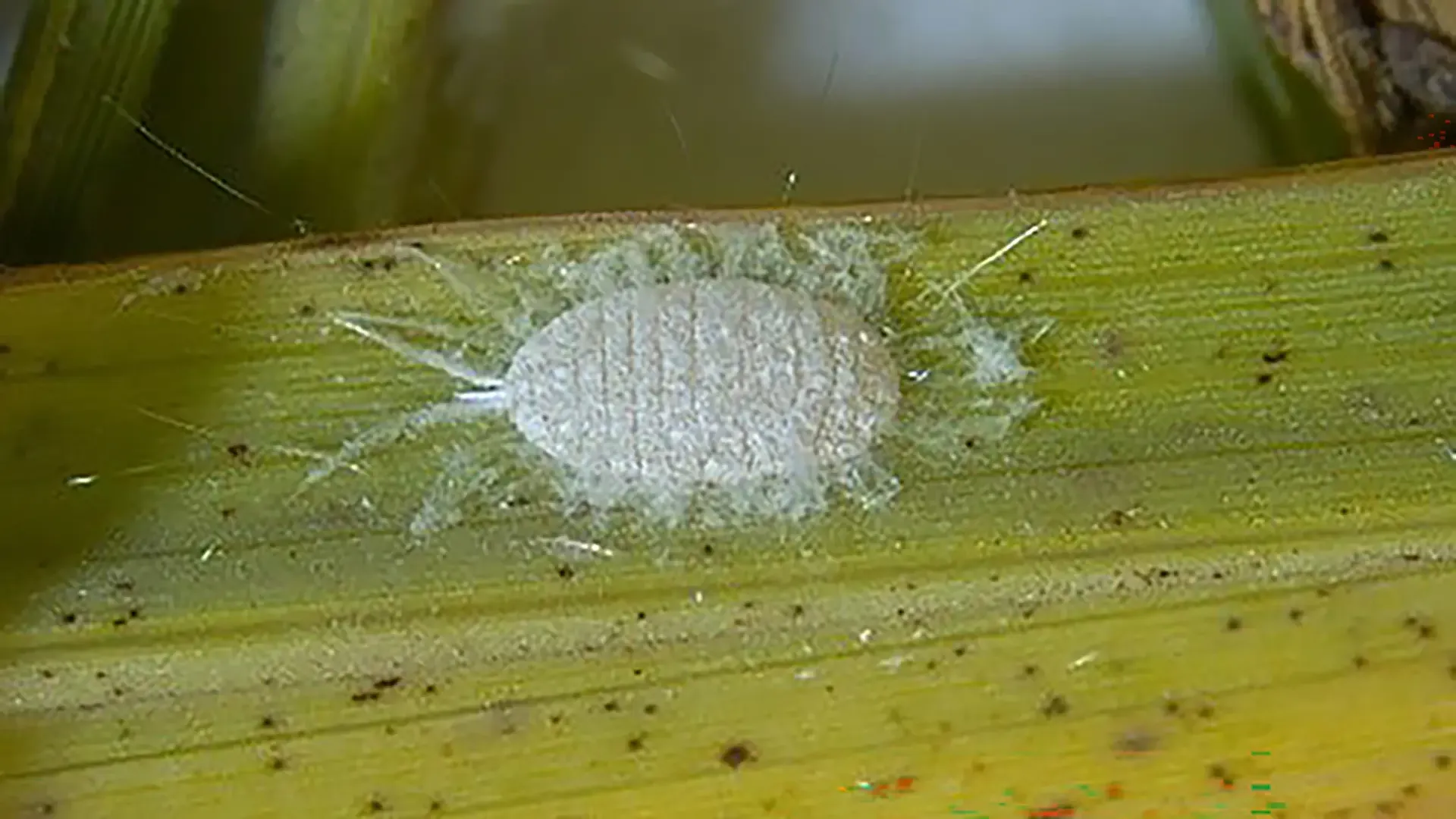 closeup view of pasture mealybug on yellowing grass