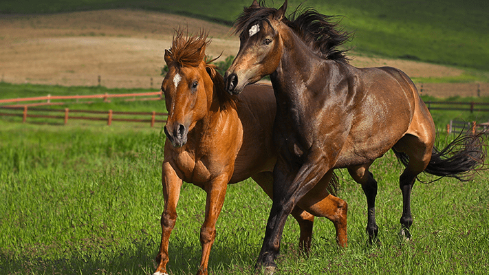 brown horses in a pasture