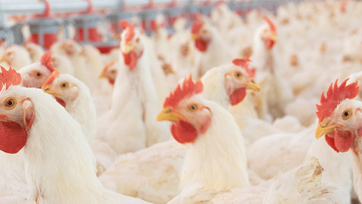 group of chickens