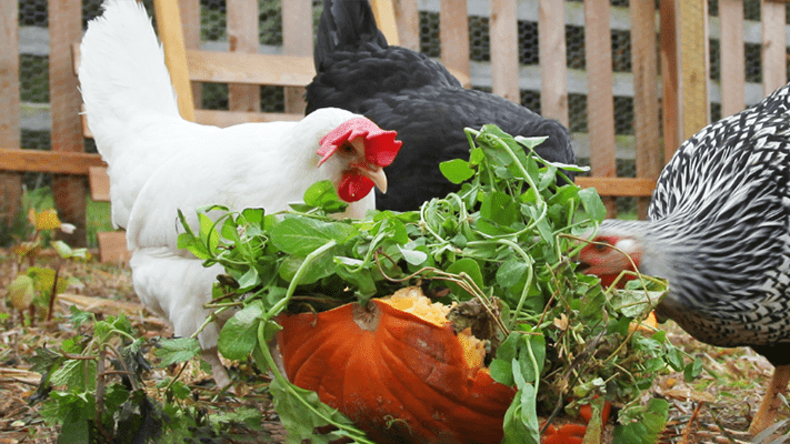 Chicken eating pumpkin