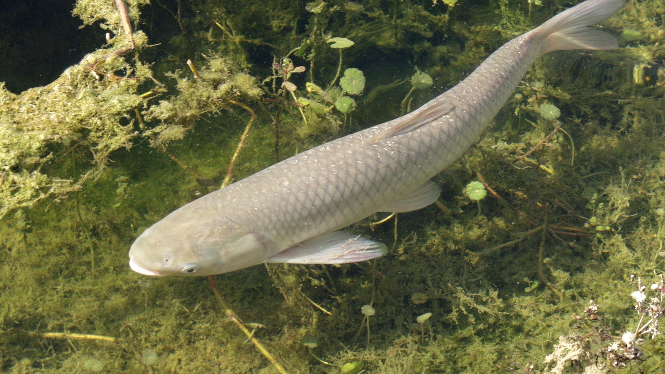 Gray carp fish swimming in water with green plants all around