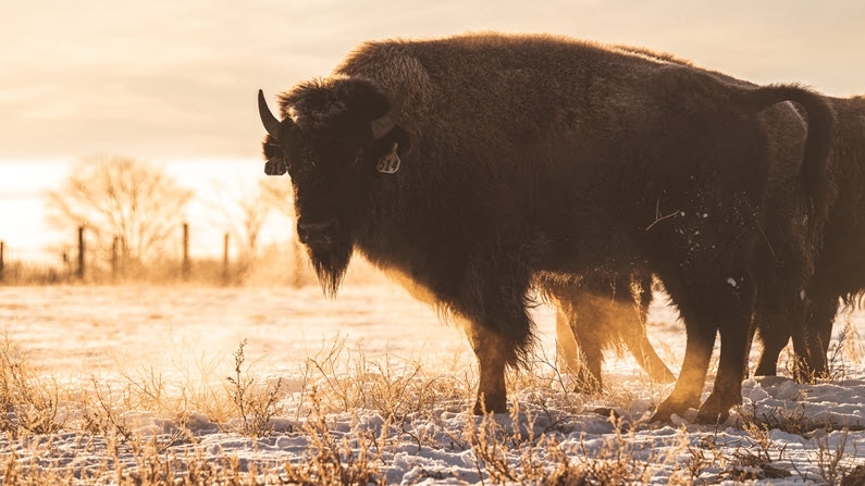 bison close up