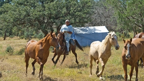 tribal relations horses