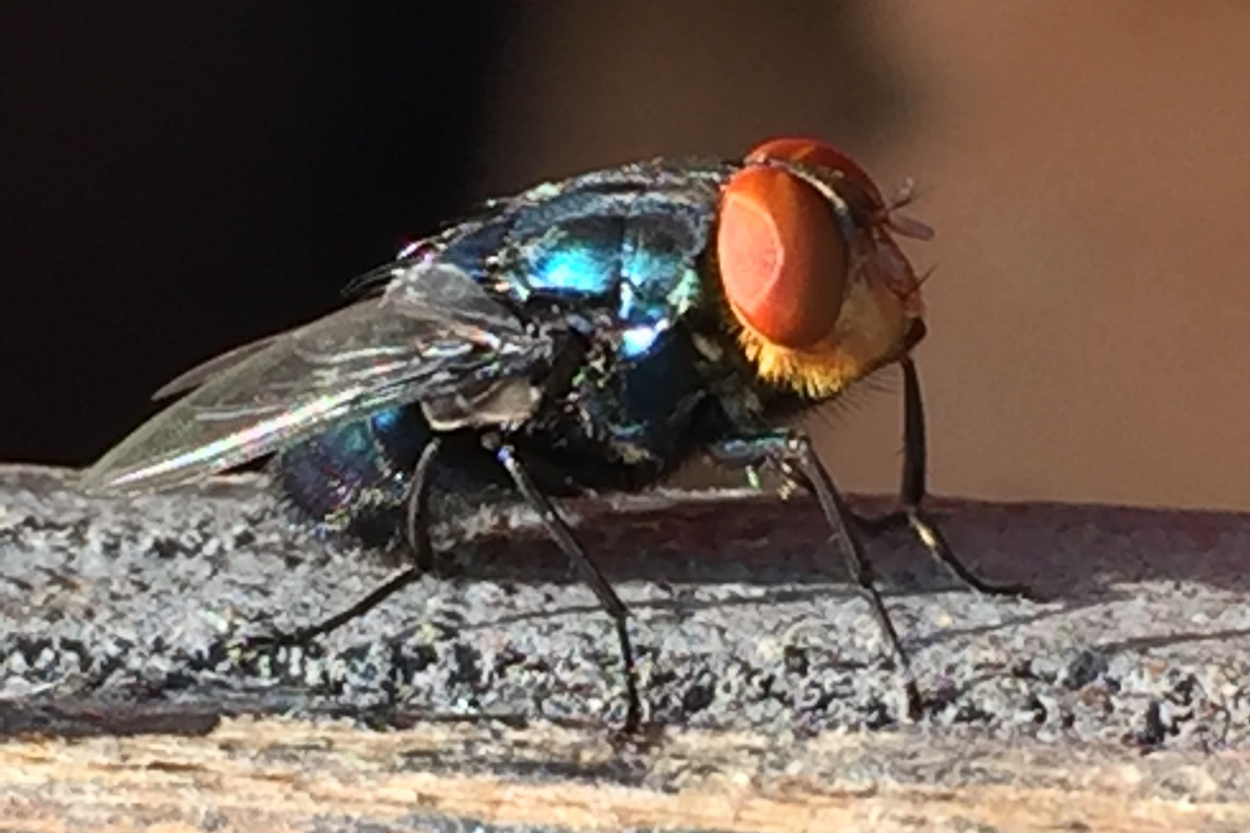closeup image of a New World screwworm fly