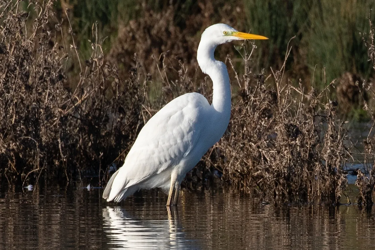 large white bird standing in a marsh