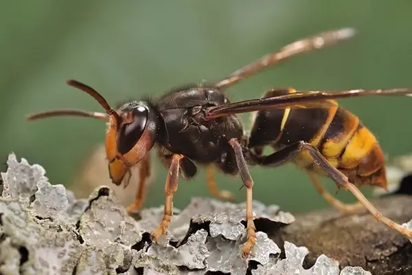 Yellow‑legged hornet on a natural surface