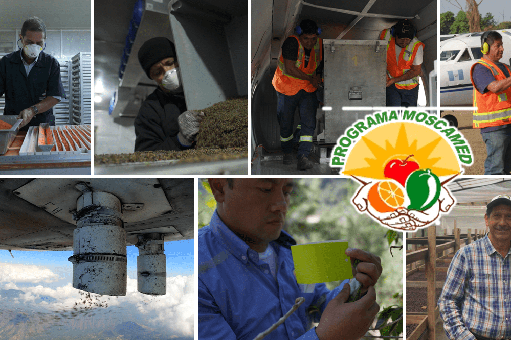 collage of images from the MOSCAMED program