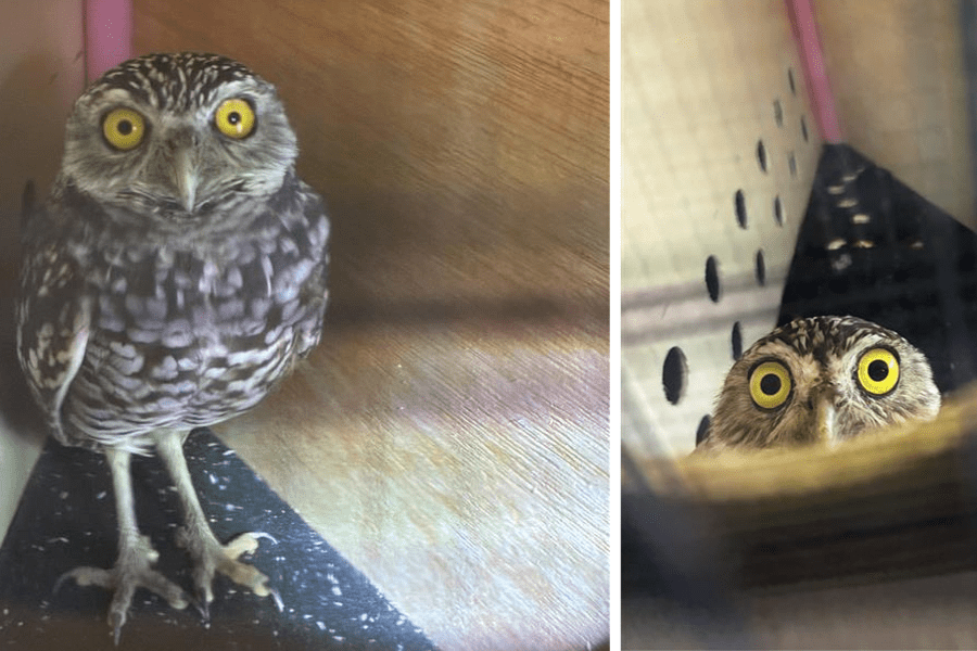 closeup view of two burrowing owls