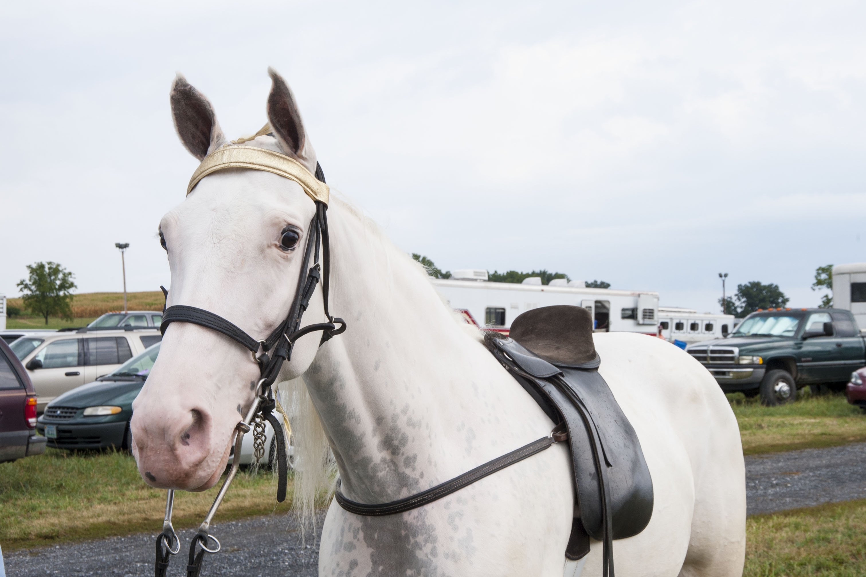 closeup view of a Tennessee walking horse before a competition