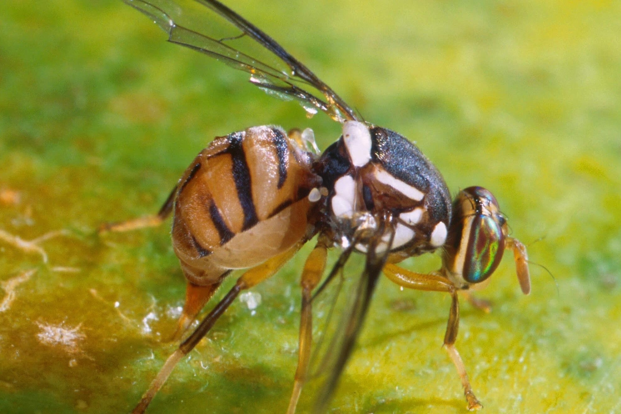 Fruit fly with white spots on a dark-brown thorax and a tan abdomen with dark-brown to black markings.