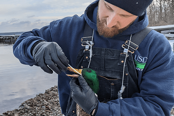 Wildlife Services employee interacting with a wild duck.