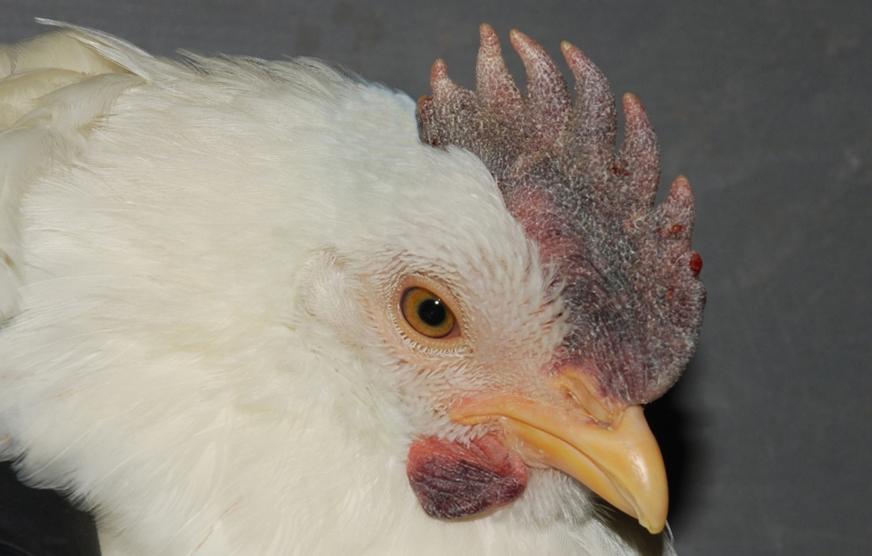 Purple discoloration of the comb and wattles.