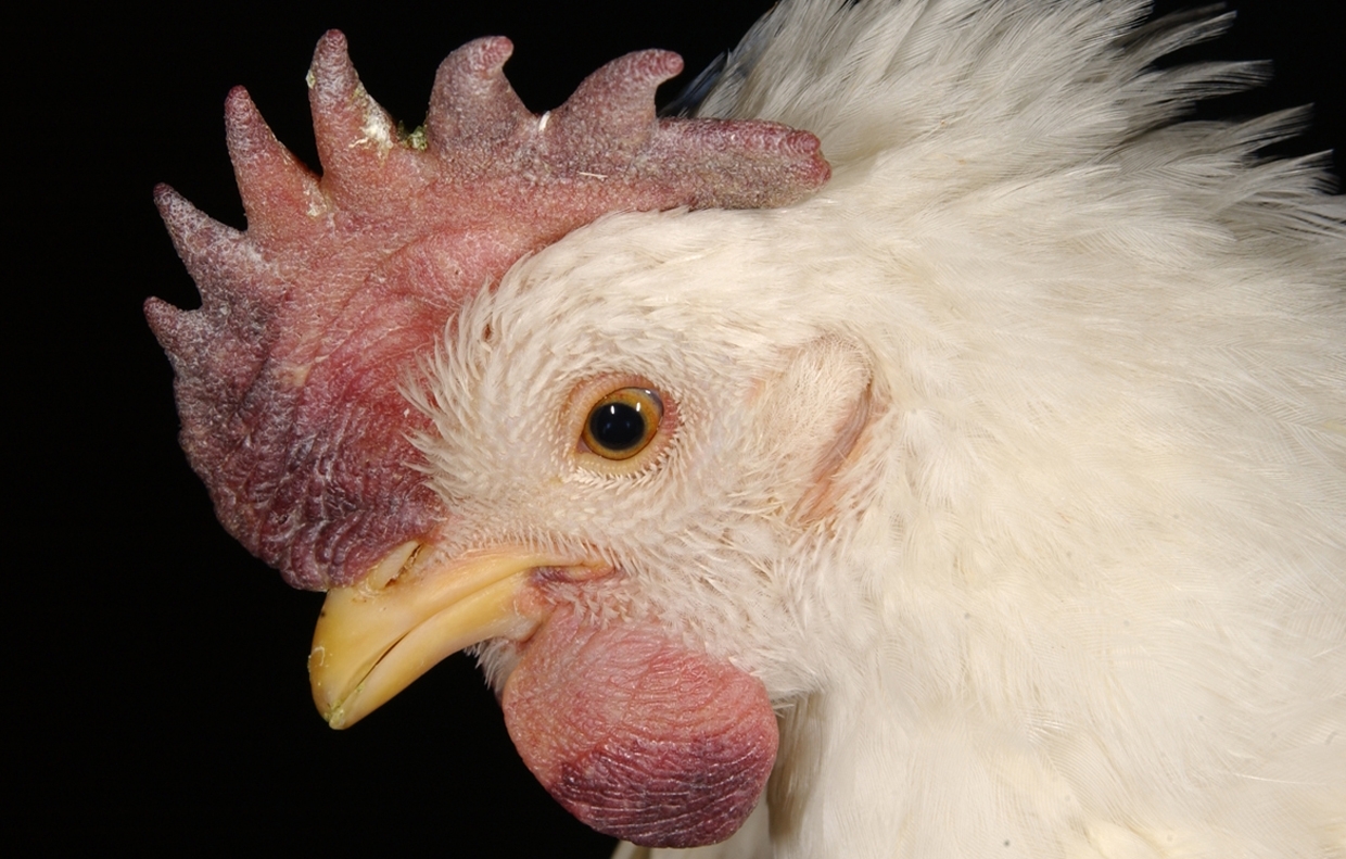 Purple discoloration, congestion, and swelling of a chicken's comb and wattle; swelling around the eyes; ruffled feathers.