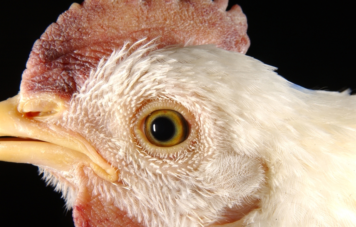 Swelling of a chicken's eyelid and around the eye; purple discoloration in the comb and wattle.