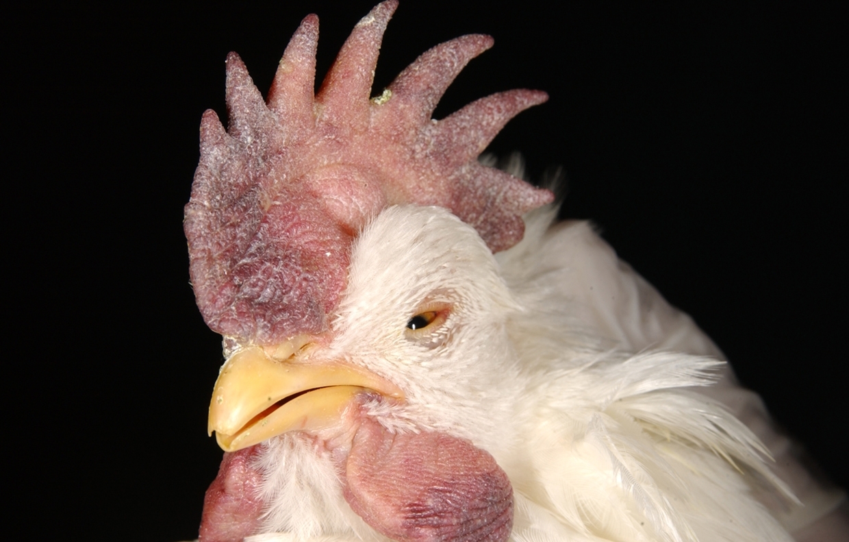 Swelling and purple discoloration of a chicken's comb, wattles, and eyelids.