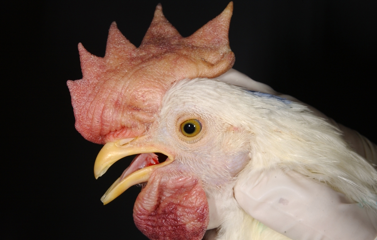 Open mouth breathing with moderate swelling of a chicken's comb and wattles.