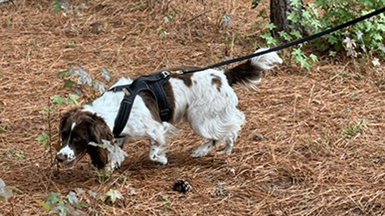A white and brown springer spaniel detector dog sniffing the ground for signs of pests.
