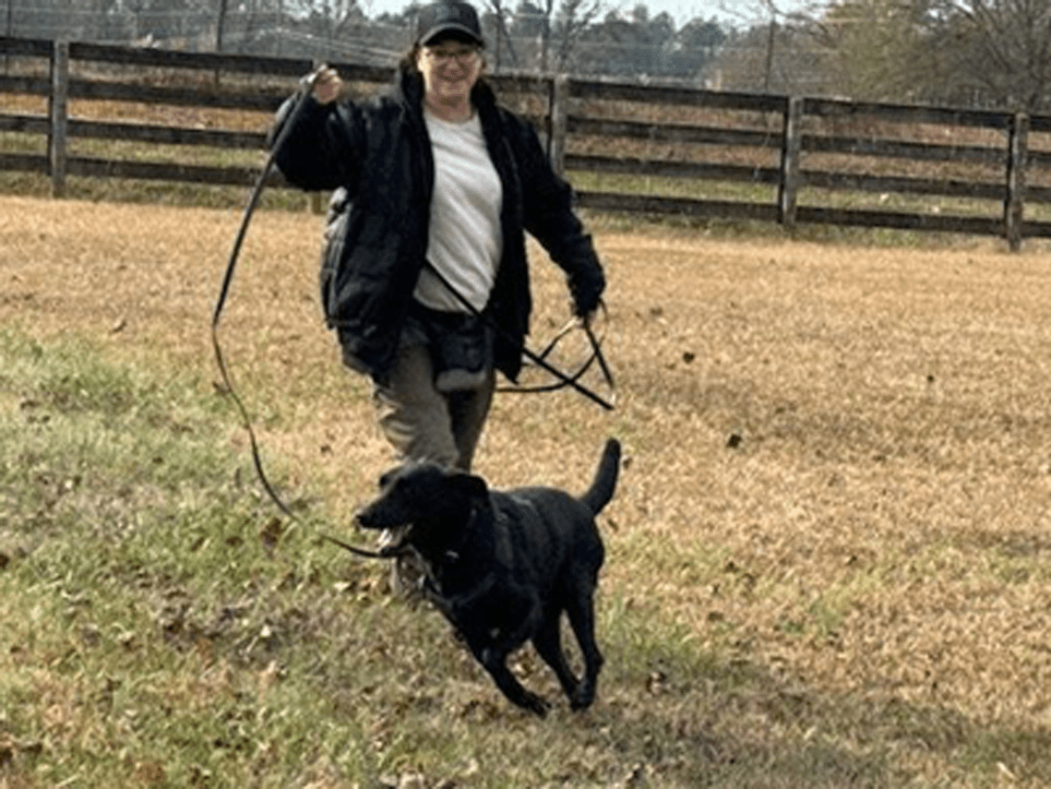 A black Labrador Retriever joyfully running on leash with his handler. 