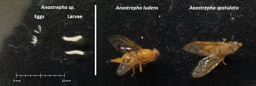 Mexican fly eggs  larva, anastrepha ludens, and anastrepha spatulata. The eggs look like grains of rice and the larvae have an elongated cylindrical shape and are white in color. The insect body is a pale orange-yellow  and the wings are clear except for several yellow and brown stripes.