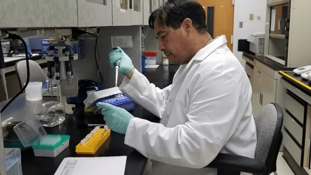 Biological scientist wearing personal protective equipment using a pipette to place DNA into a tube for identification.  