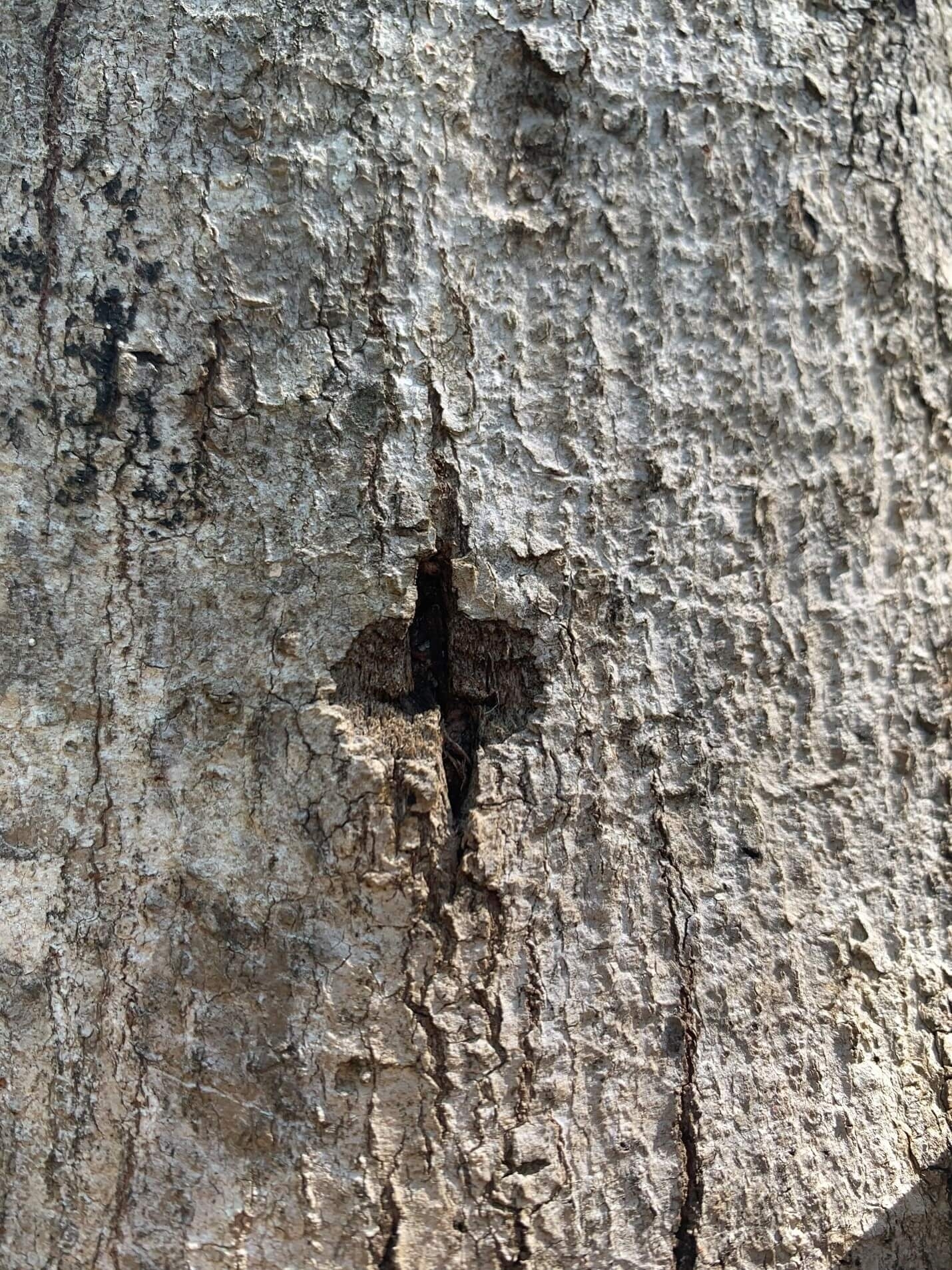 asian longhorned beetle egg site shows chewed wounds on the bark of a tree about the size of a quarter or smaller where an egg is laid